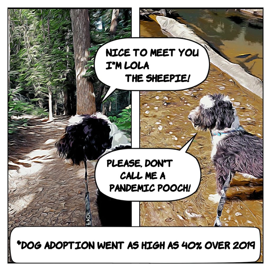Lola the Sheepie discusses Pandemic Pet Adoption