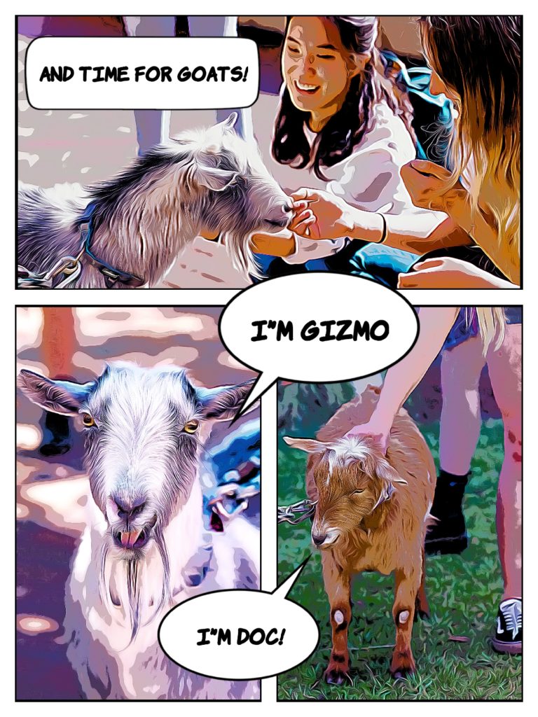 And time for goats. Introducing Gizmo and Doc, 2 goats interacting with students.