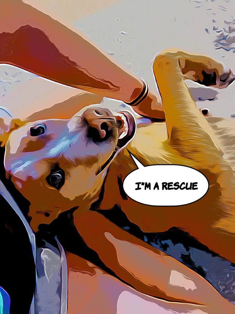 Ace the dog lounges and says, I'm a rescue