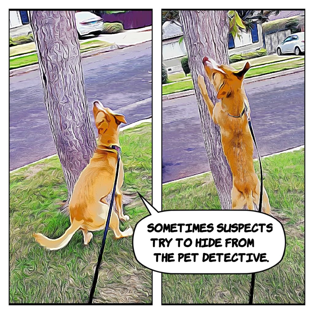 Ace investigates a tree, sometimes suspects like to hide from the detective.